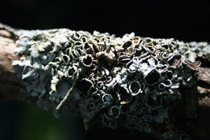 Sortie lichens